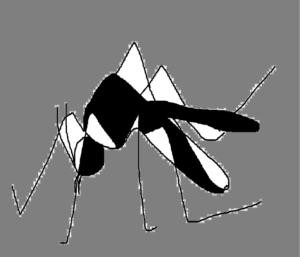 dengue mosquito Halleys clinic